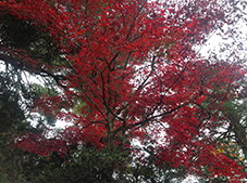 miyajima7nov2016.jpg